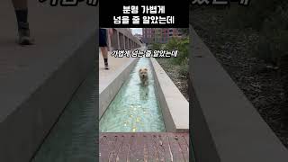 분명 가볍게 넘을 줄 알았는데 #댕댕이 #강아지