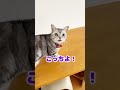 うれしくっておしゃべりしちゃうねこ #shorts #猫 #アメリカンショートヘア