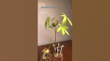 Avocado Vs Chestnut Crazy Growth Speed in Timelapse (Which One Grows Faster?)