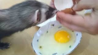 Ferret Reacts to Seeing Egg for First Time