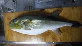 釣りたてのシロサバフグを刺身で炙ってみた 58本目 Youtube