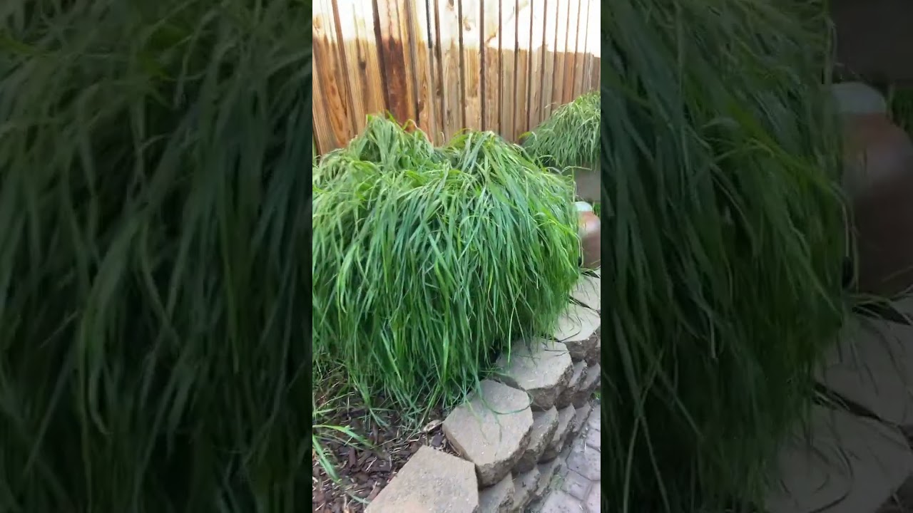 Outdoor cover crop. After storm cold morning