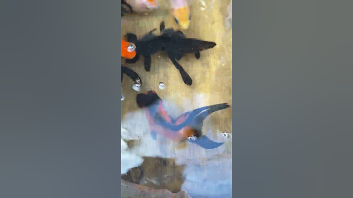 とんでもねぇ金魚掬いを見つけた！#shorts