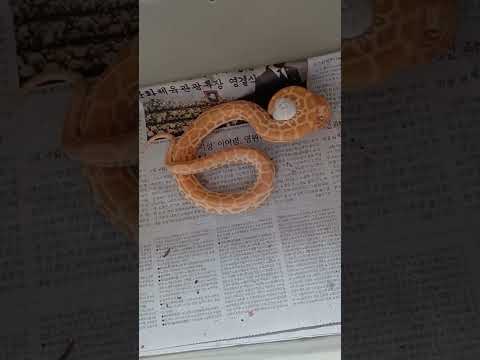feeding my hypo pearl albino burmese python