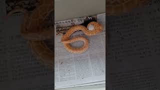 feeding my hypo pearl albino burmese python