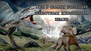 топ 5 самых больших животных, которые когда-либо жили топ 5 самых больших животных, которые когда-либо жили