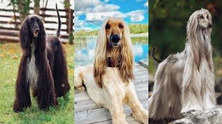 funny dogs compilation #262 (afghan hound ) afghan hound funny