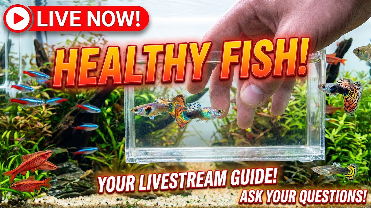 [LIVE]  We Bought Fish From Petsmart!? How We Choose Healthy Fish + Fish Q&A!
