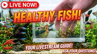 LIVE We Bought Fish From Petsmart How We Choose Healthy Fish Fish Q A