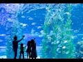 влог: Самый большой океанариум в Корее ♥ LOTTE AQUARIUM