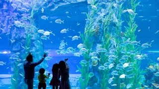 влог: Самый большой океанариум в Корее ♥ LOTTE AQUARIUM влог: Самый большой океанариум в Корее ♥ LOTTE AQUARIUM