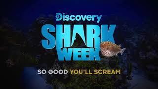 Shark Week Screeming 3