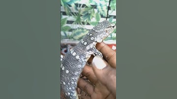 Nile monitor handling (baby Nile monitor).!