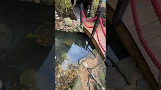 Download Lagu Bamboo water wheel working and big project coming to Japanese Garden Bristol  MP3