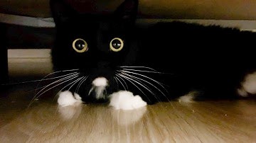 Cats love to play under the bed | Uni and Nami sister cats