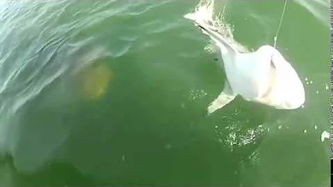 Giant Grouper eat shark in one bite