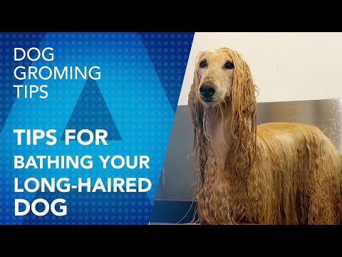 Tips for bathing your long-haired dog. By Sonia Luengo