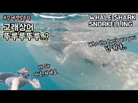 🇵🇭WHALE SHARK in CEBU 세부 여행 오슬롭 고래상어 with GoPro Hero6 l Whale shark 고래상어 l Tumalog falls 투말록 폭포