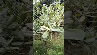 তৎকালীন ভোলা গ্রাম এখন অভিজাত গুলশান। #gulshan #bhola #youtubevideo #youtubeviral
