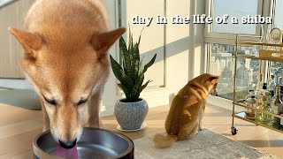 A Day in the Life of a Shiba Inu Living in NYC