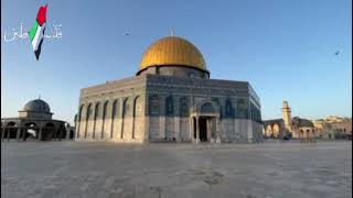سليت سيفي لفلسطين سمعها