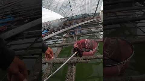 hướng dẫn câu cá rìa tại sông chà và long sơn vũng tàu bằng bột và rường tỏi #moicauca #fishing