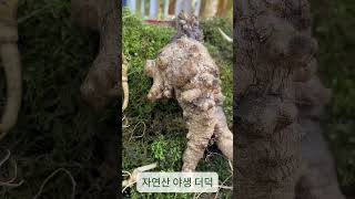 사포닌이 풍부한 자연산 야생 더덕 #야생더덕 #자연산더덕#정력#건강#더덕구이 #더덕