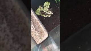 Feeding My Mive Carebara Diversa Colony