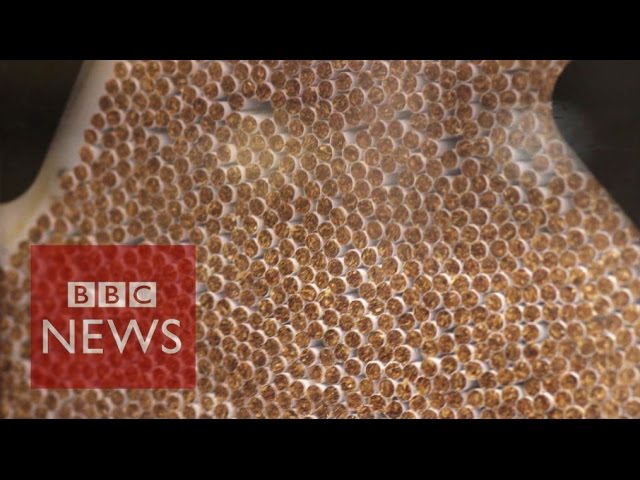 bbc tobacco The Secret Bribes of Big Tobacco