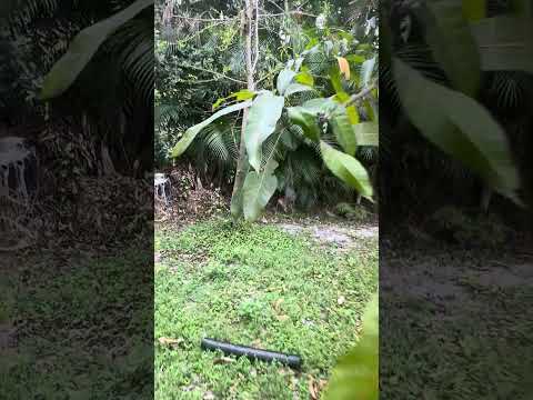 What Happened to My Soursop Tree After the Freeze?