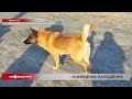 Бездомные собаки напали на школьницу в Иркутске