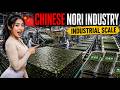 This Mega Seaweed Factory Produces Endless Nori Sheets for the World