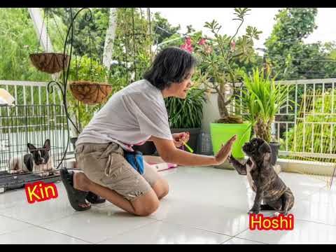 Video: Apakah Selai Kacang Aman Untuk Anjing?