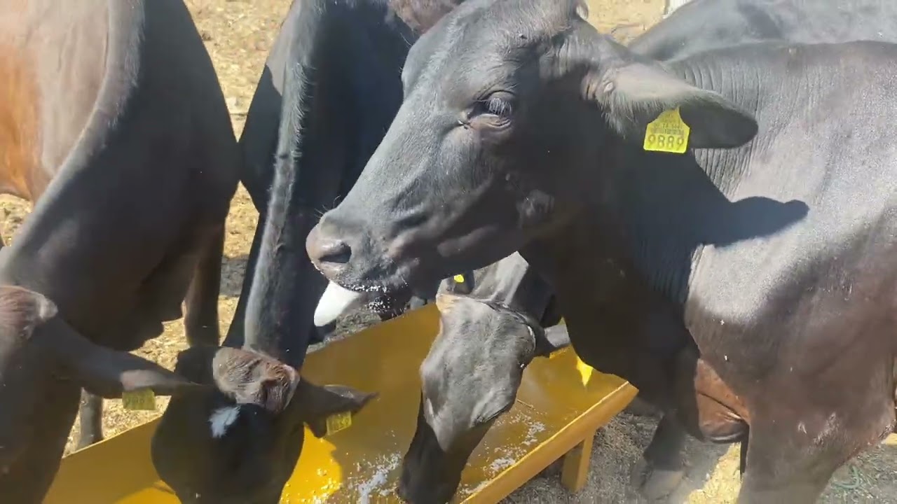 Fui a llevar sal a las vacas