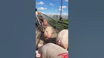 😱🥶🤬КАК ВИЗЖАТ ИСПУГАННЫЕ СВИНЬИ!?