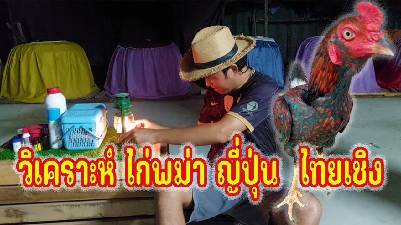 วิเคราะห์ไก่ พม่า ญี่ปุ่น ง่อน เยียร์ ไทยเชิง