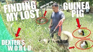 FINDING MY LOST GUINEA PIGS!