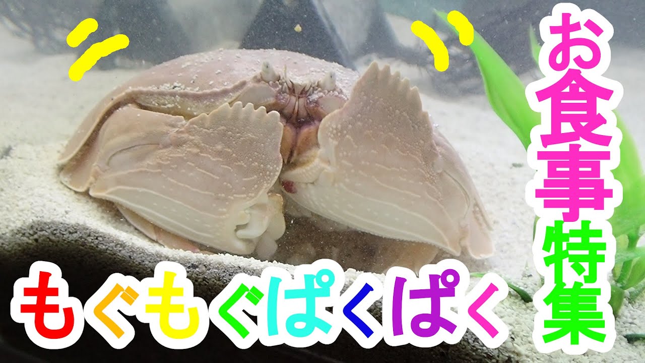 マルソデカラッパ お食事特集♪タコ、アサリ、生エビ、生イカなんでも