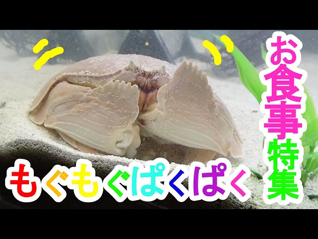 マルソデカラッパ お食事特集♪タコ、アサリ、生エビ、生イカなんでも