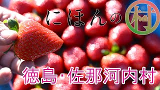 「にほんの村」幻のイチゴを育てる光　徳島県佐那河内村