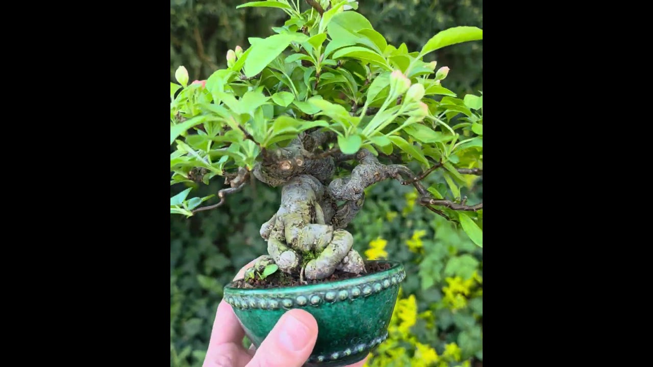 fumatte bambus Bambus-Teppich | Magenta