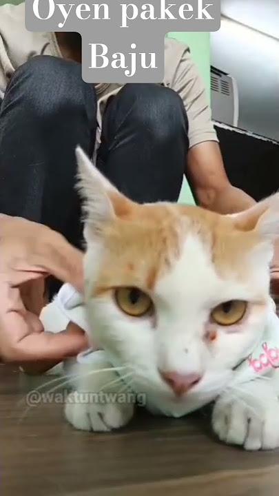 Oyen wearing clothes #cat #shortvideo