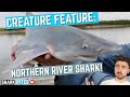 Creature feature northern river shark