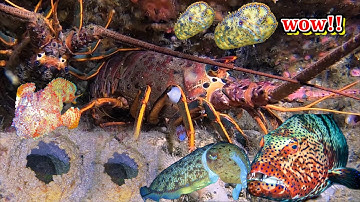 Phát Hiện 500KG Cá Mặt Quỷ - Tôm Hùm - Mực Nang Chú | Sau 10 Năm Lặn Biển