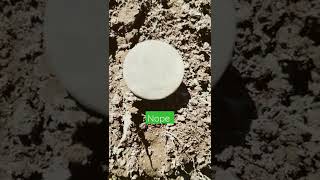 My oldest coin ever found!!!