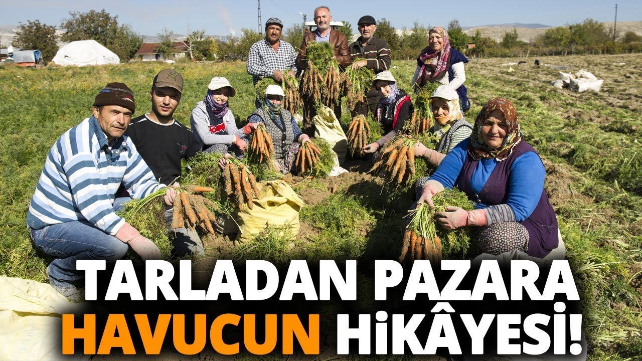 Beypazarı'nda, Kışlık Havuç Hasadı Başladı