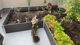 Maine coon cats playing with ferrets @jsglobalinvestmentinc