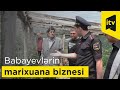 Babayevlərin marixuana biznesi alınmadı...