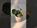 Lily pad with short drop #hadiya #diy #youtube #shorts #song#clay #cute #viral @Jenna_Handcrafts