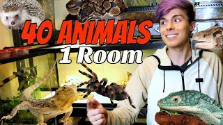 Animal Room Tour In My New House! | 40 Animals in 1 Room Animal Room Tour In My New House! | 40 Animals in 1 Room